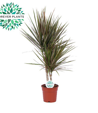 ME Dracaena Bicolor | Potmaat 17, 30+10 | Per 6 stuks