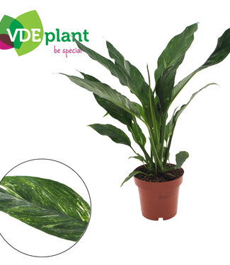 ME Spathiphyllum Diamond 12cm | Per 8 stuks