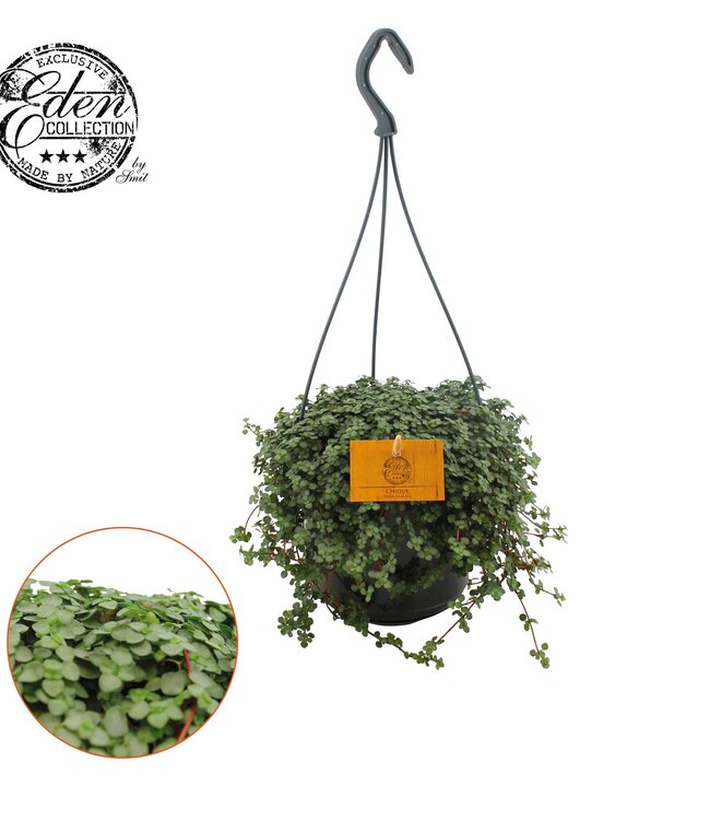 Pilea Glauca 15cm HP | Par 5 pièces