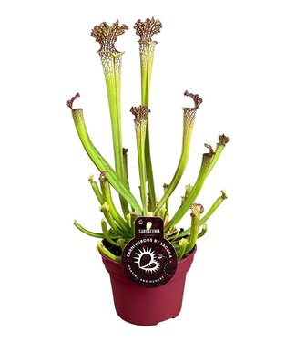 ME Sarracenia Farnhamii 12 cm | Per 6 stuks