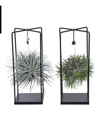 ME Tillandsia Cube mix (Large) | Per 2 pieces