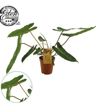 ME Philodendron Billetiae 15cm | Par 3 pièces