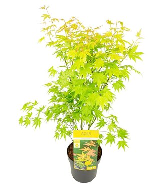 ME Acer palm. 'orange Dream' | Per 3 pieces