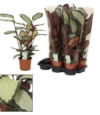 ME Calathea 17cm Picturata | Per 6 pieces