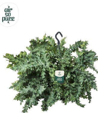 ME Phlebodium Davana pot suspendu - Air So Pure | Par 2 pièces