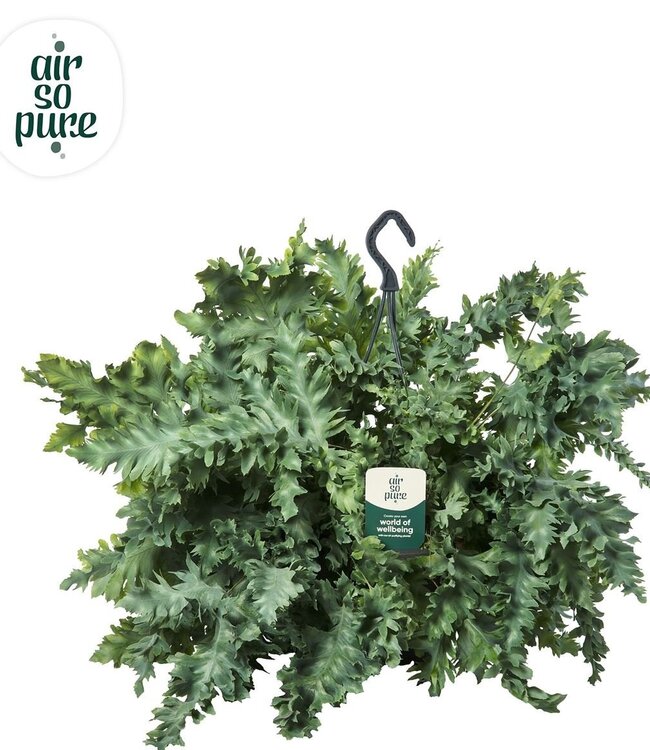 Phlebodium Davana pot suspendu - Air So Pure | Par 2 pièces