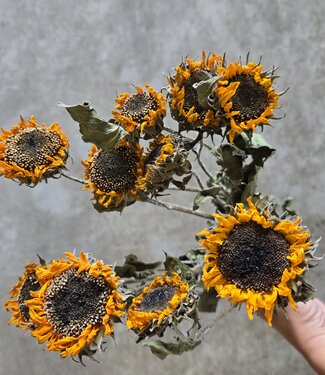 MyFlowers Dried sunflower mini