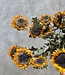 Mini Sunflower dried | per bunch of 10 pieces | Length 60-70 cm