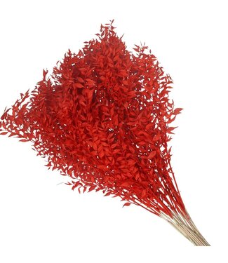 4A Red dried Ruscus | Length 65 centimetres | Per 25 branches