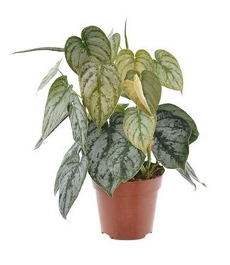 ME Philodendron Brandtianum | Per 6 pieces