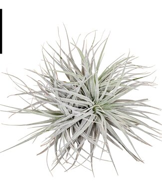 ME Tillandsia Super silber XL | Pro 4 Stück