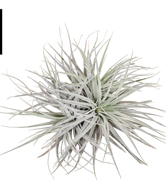 Tillandsia Super silber XL | Pro 4 Stück