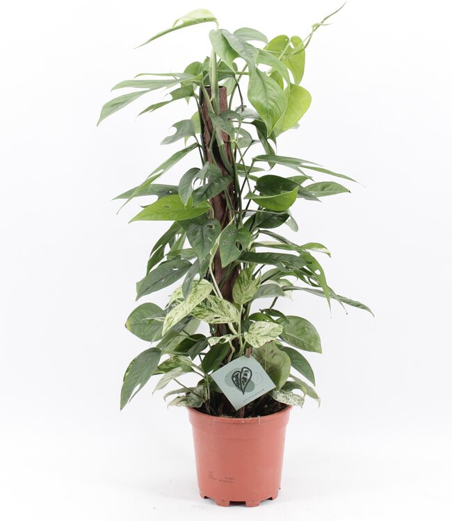 Epipremnum Pinnatum Marmor Variegata | Pro 6 Stück