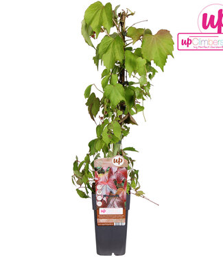 ME Parthenocissus tricuspidata 'Veitch Boskoop' | Pot size 15 | Per 10 pieces