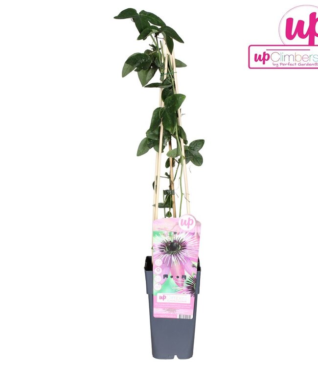 Passiflora paars Haze | Potmaat 15 | Per 10 stuks