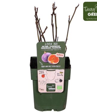 ME Ficus Gustissimo® Perretta® Bio | Taille du pot 13 | Par 6 pièces