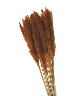 4A Orange Pampas grass plumes fluffy | Length 80 centimetres | Per bunch