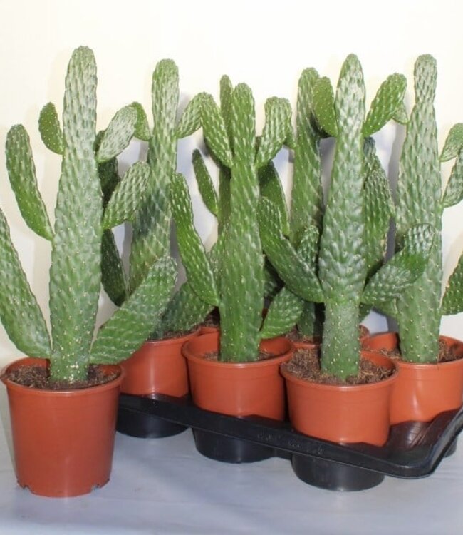 Opuntia Consolea | Per 6 pieces