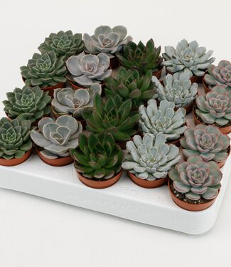 ME Echeveria gemengd | Per 20 stuks