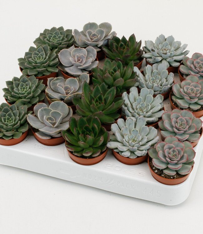 Echeveria gemischt | Pro 20 Stück