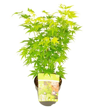 ME Acer palm. 'Going green'® | Per 6 pieces