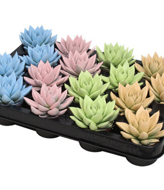 ME Echeveria coloré mélange pastel | Par 16 pièces