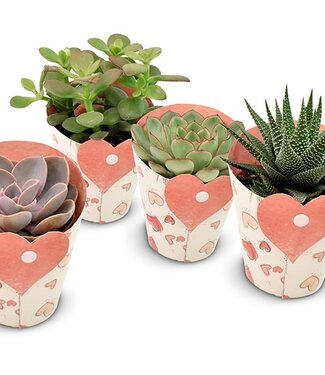 ME Succulentes dans un couvercle en forme de coeur | Par 9 pièces