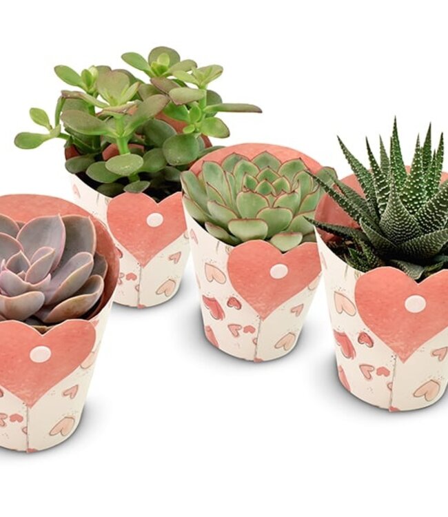 Succulentes dans un couvercle en forme de coeur | Par 9 pièces