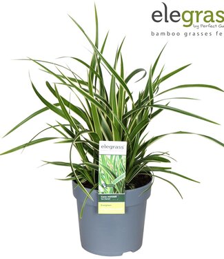 ME Carex morrowii 'Ice Dance' | Pot size 14 | 8 pieces