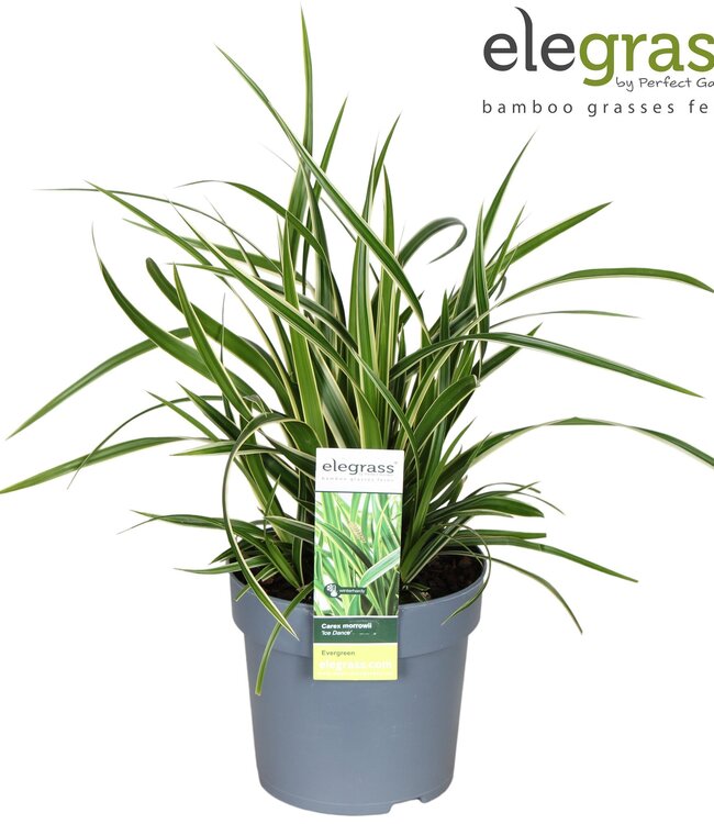 Carex morrowii 'Ice Dance' | Pot size 14 | 8 pieces