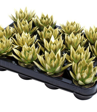 ME Echeveria coloured gold | Per 16 pieces