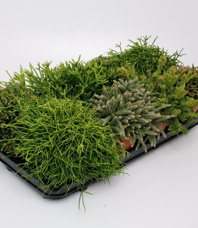 Rhipsalis gemengd | Per 8 stuks