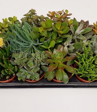 ME Succulents mixed | Per 12 pieces