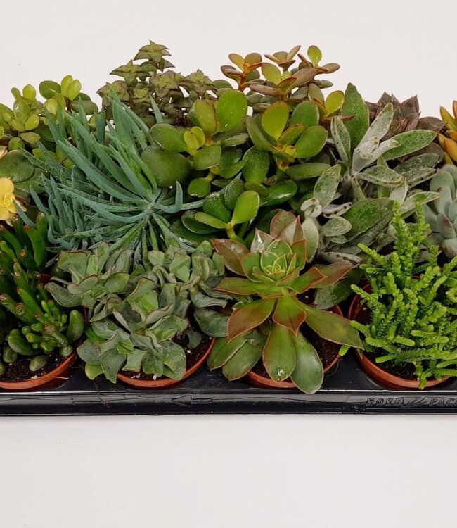 Succulentes mélangées | Par 12 pièces