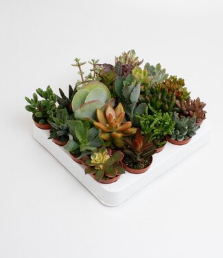 ME Succulentes mélangées | Par 20 pièces