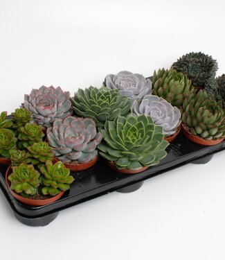 ME Echeveria mixte | Par 9 pièces