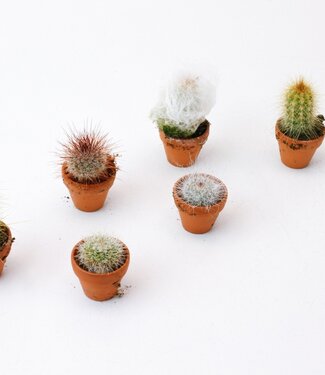 ME Mélange de cactus en pot de pierre | Par 20 pièces