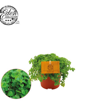 ME Pilea Depressa 10.5cm | Per 6 pieces