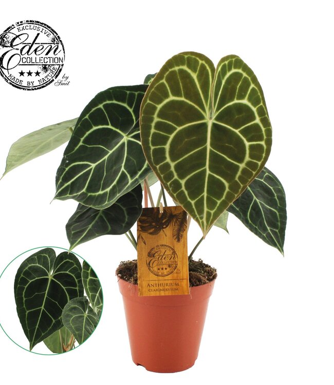 Anthurium Clarinervium 15cm | Par 3 pièces