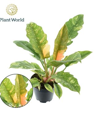 ME Philodendron narrow 'Ring of Fire' | Pot size 14 | Per 6 pieces