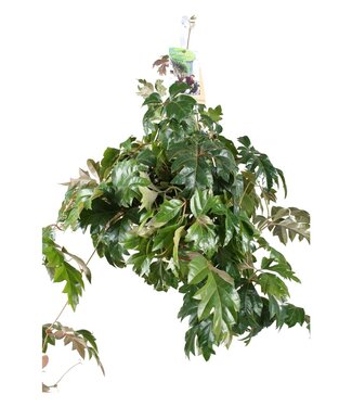 ME Cissus Ellen Danica hanging pot | Per 3 pieces