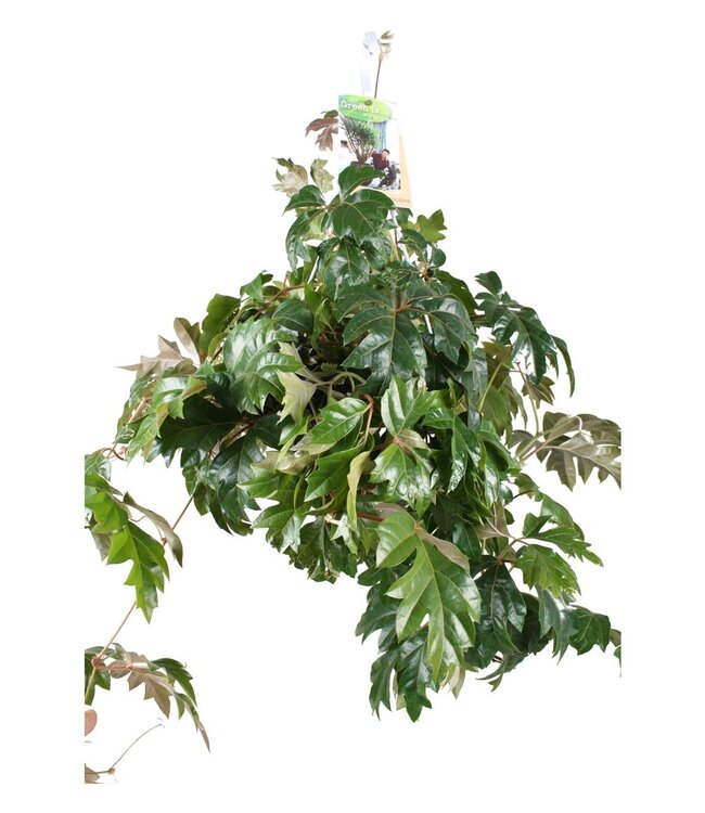 Cissus Ellen Danica hanging pot | Per 3 pieces