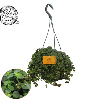 ME Pilea Depressa Sao Paulo 15cm HP | Per 5 pieces