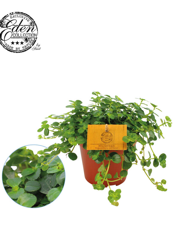 Pilea Depressa Sao Paulo 12cm | Per 4 stuks