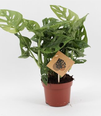 ME Monstera Monkey Leaf | Per 10 pieces