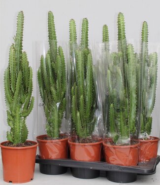 ME Euphorbia Trigona green | Per 6 pieces