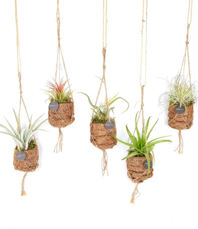 Kokodama Birdnest 7 cm Tillandsia mix | Par 8 pièces