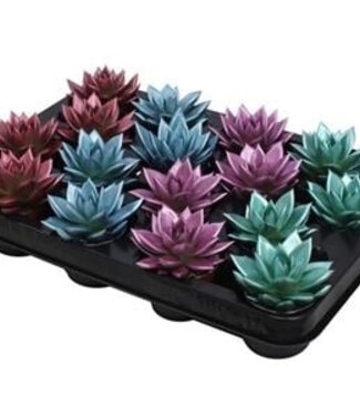 ME Echeveria coloré mélange métallique | Par 16 pièces