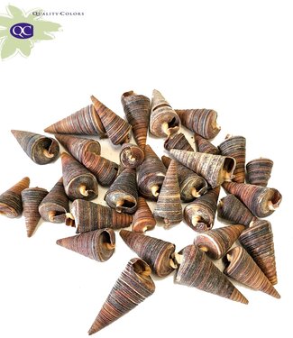 QC Cone seashells in bag | Weight 1 kilogram | Per 5 bags