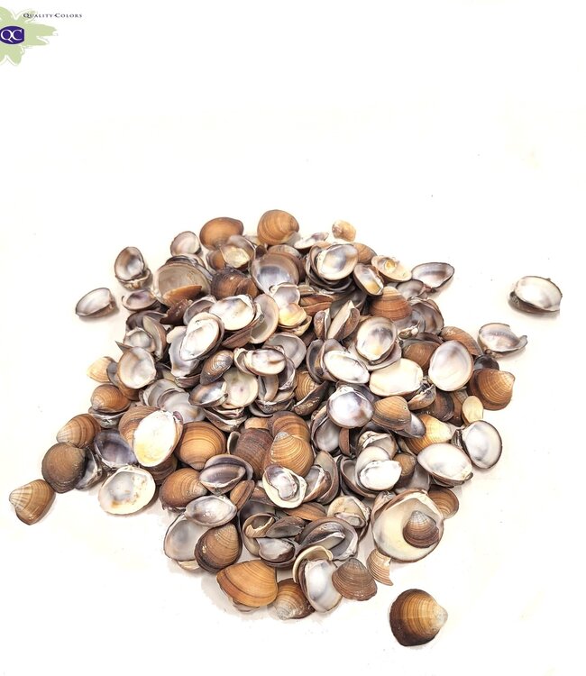 Brown Chippy seashells in bag | Weight 1 kilogram | Order per 2 bags